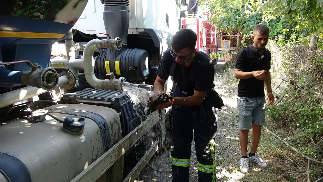 Kocaeli'de Orman Yangını! İtfaiye Eri Kaplumbağayı Yanmaktan Böyle Kurtardı