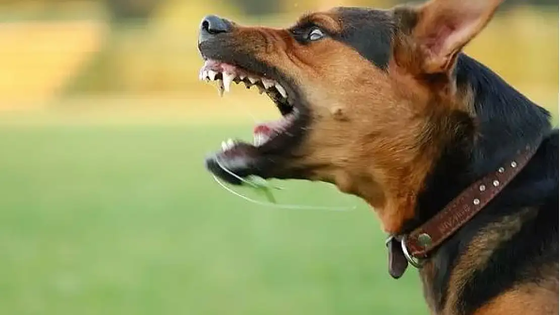 Kocaeli Valiliği Talimat Verdi! Sokak Köpekleri Öldürülsün