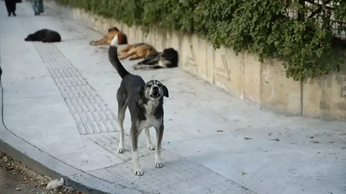 Köpeklerden kaçayım derken canından oldu!