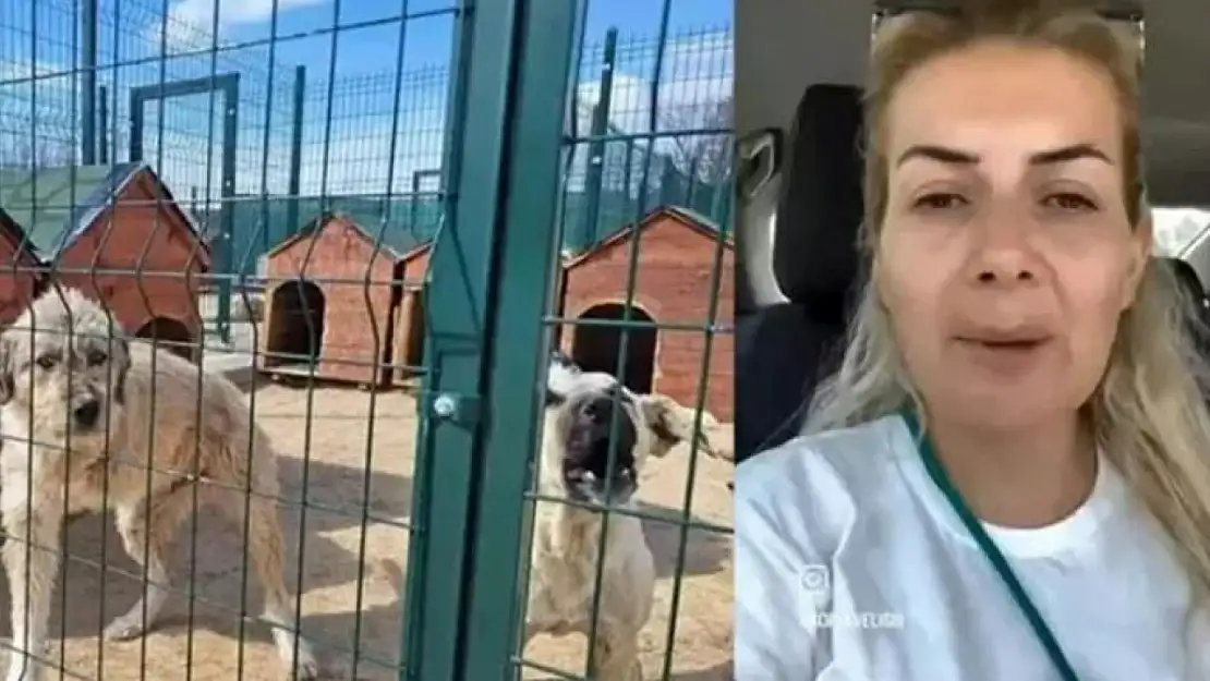 Köpekvelisi Hesabının Sahibi Buket Özgünlü Tahliye Oldu