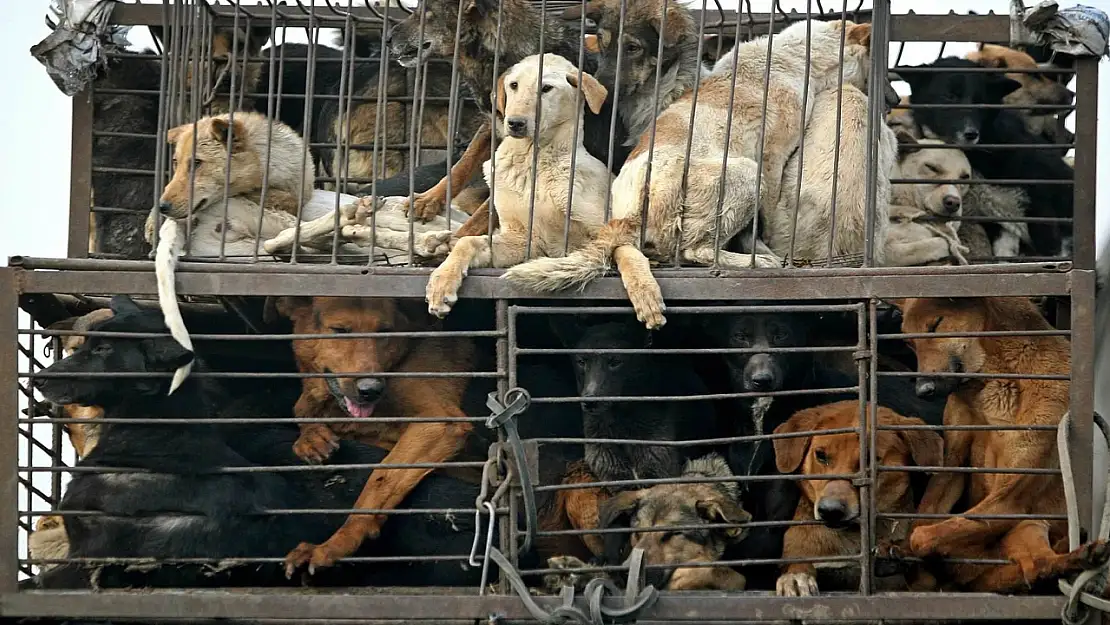 Kore'de köpek yemek yasaklandı