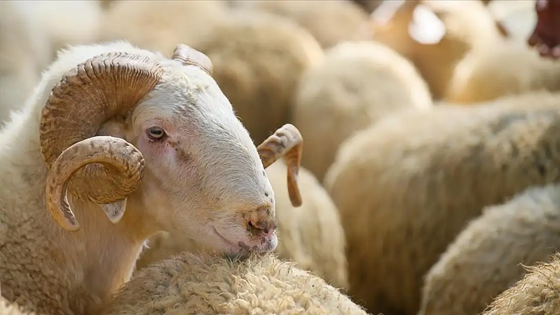 Kurban Derisi Nasıl Yüzülür? Kurban Keserken Dikkat Edilmesi Gerekenler