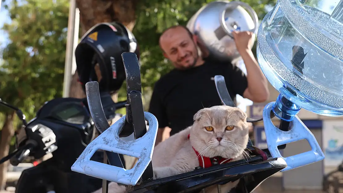 Motosiklet Tutkunu Kedi Her Gün Siparişe Çıkıyor