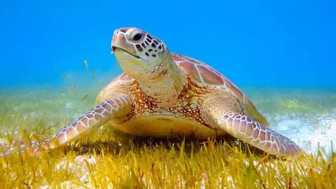 Muğla İztuzu Plajı'nda Caretta Carettaların Çiftleşme Dönemi Başladı.