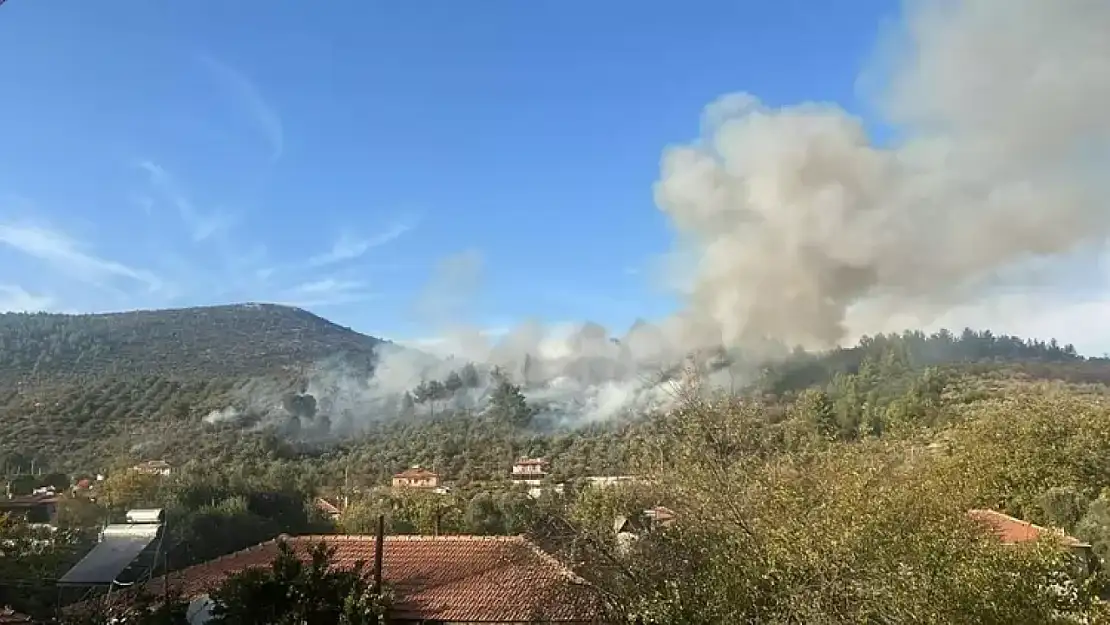 Muğla'nın Menteşe ilçesinde orman yangını