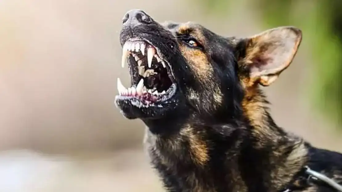Rakamlar Korkunç Tabloyu Gözler Önüne Serdi! Bir Yılda 438 Bin Kişi Sokak Köpeği Saldırısında Yaralandı