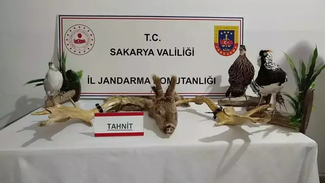 Sakarya'da 102 egzotik hayvan ile 5 dondurulmuş hayvan ele geçirildi!