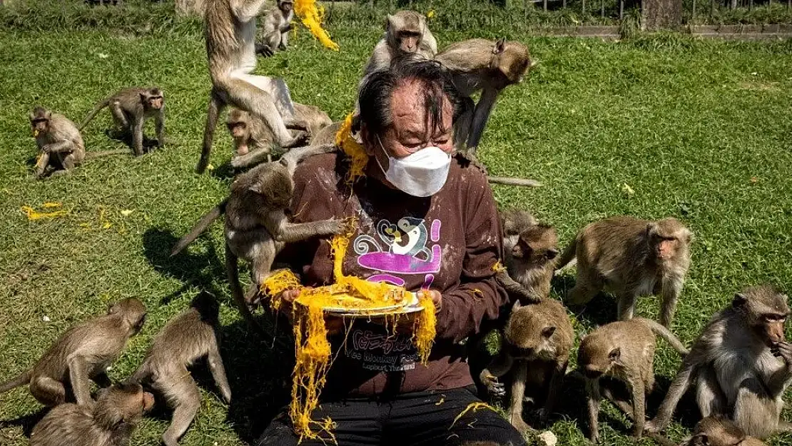 Şehri Ele Geçiren Maymunlar Artık Toplatılıyor