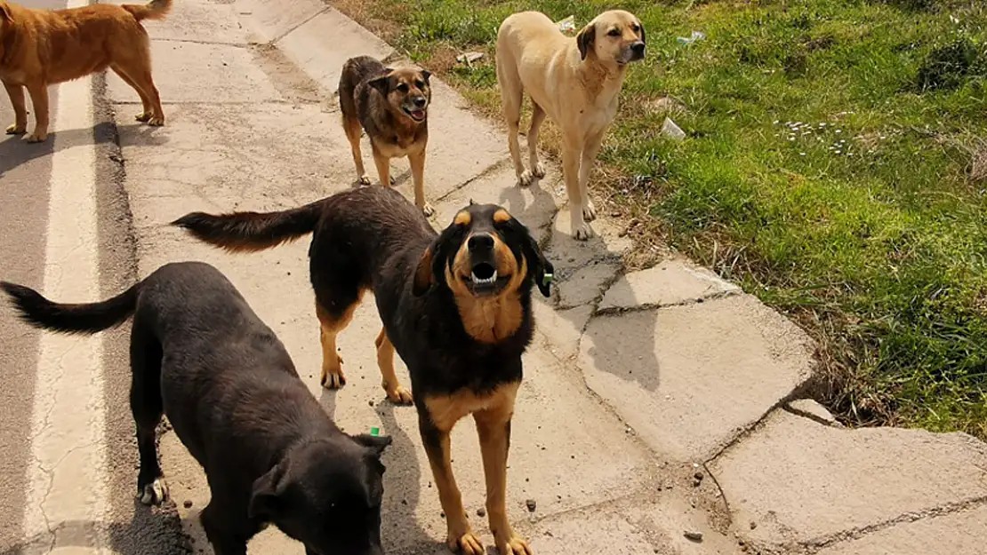 Siyasi Partilerin Ortak Noktada Buluştuğu Tek Konu KÖPEKLER