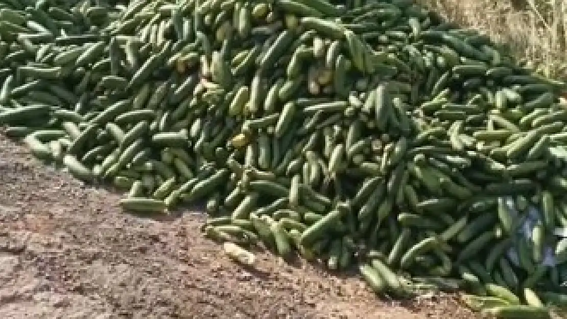 Sokağa atılan salatalıkların sırrı çözülemedi