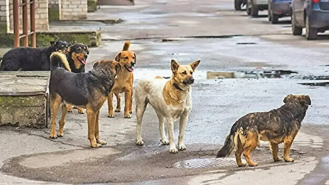 Sokak Hayvanları Konusunda Ne Yapılmalı? Uyutulmalı mı? Vatandaşlar Ne Düşünüyor? İşte Anket Sonucu