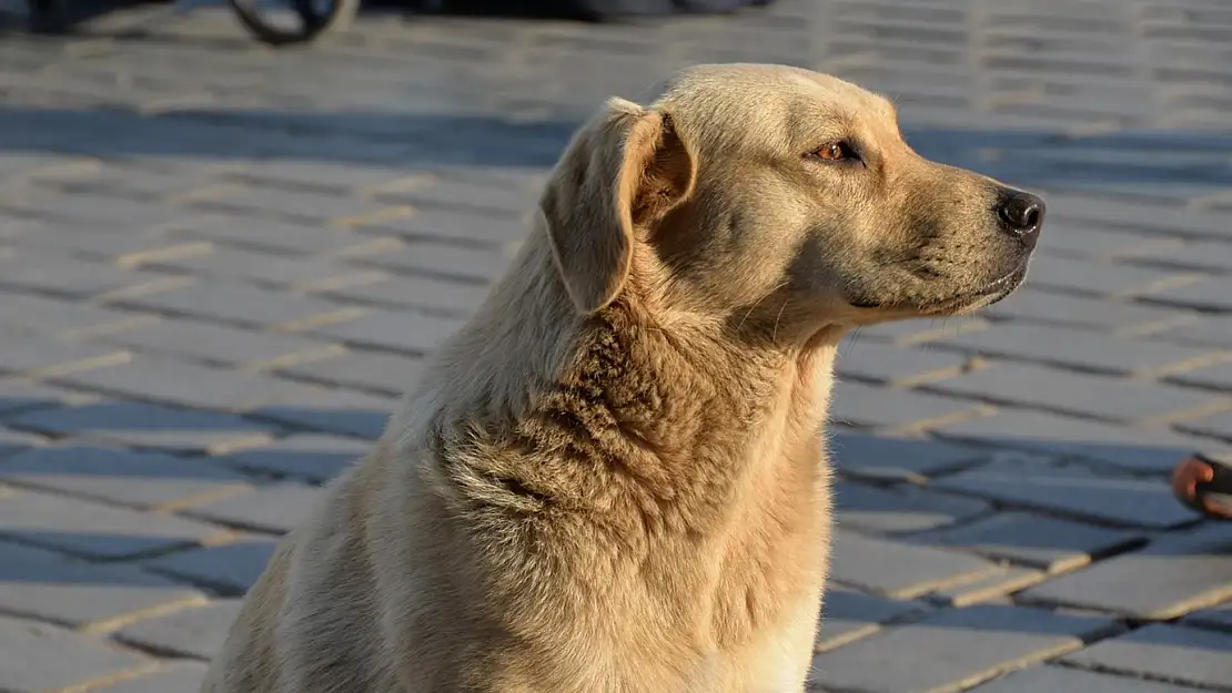 Sokak Köpeği 9 Yıllık Evliliği Bitirdi