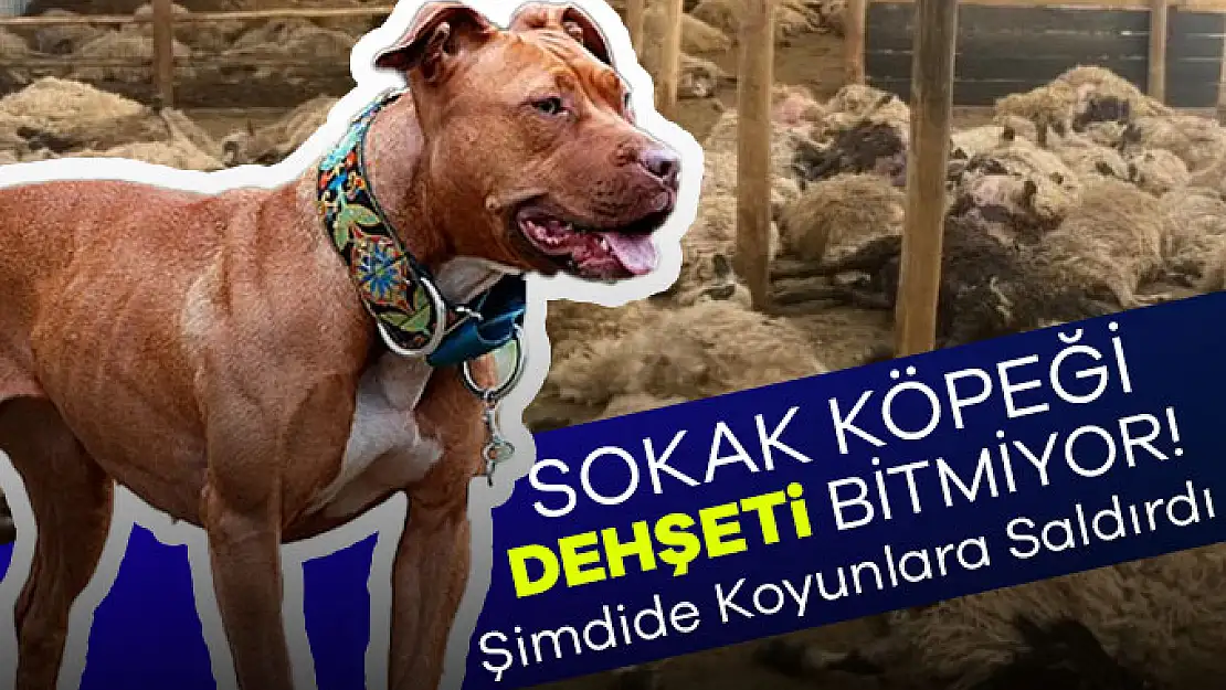 Sokak Köpeği Vahşeti Bitmiyor Şimdide Koyunlara Saldırdılar