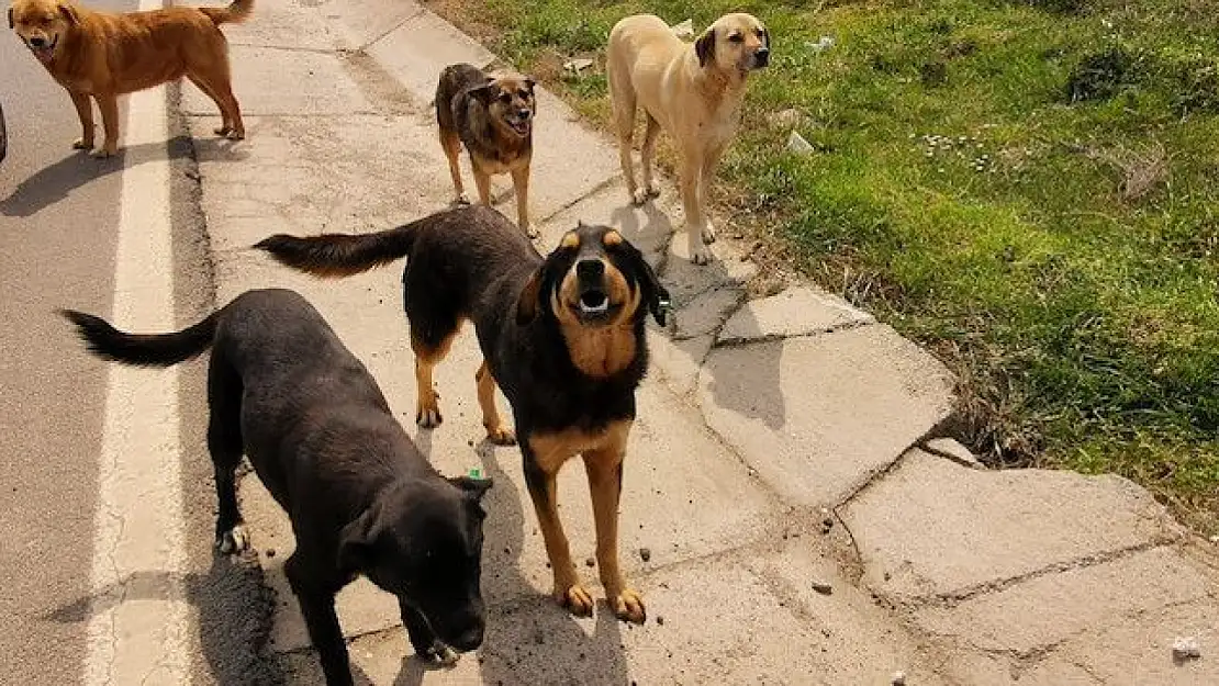 Sokak Köpekleri 2027 Olimpiyatları'na Hazırlık İçin Mi Öldürülmek İsteniyor?