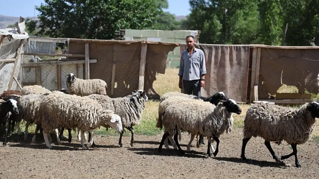 Sokak Köpekleri Dehşet Saçtı! Ağıla Girip Koyunları Telef Ettiler