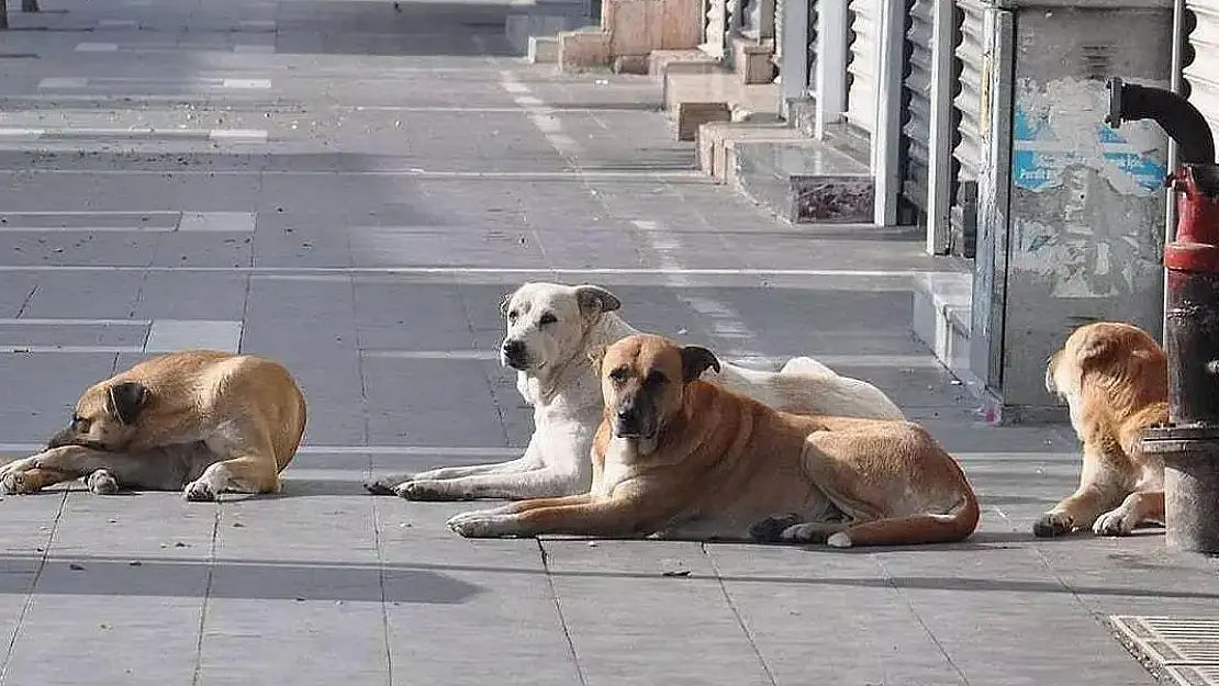 Sokak Köpekleri Okul Yolunu Kabusa Çevirdi