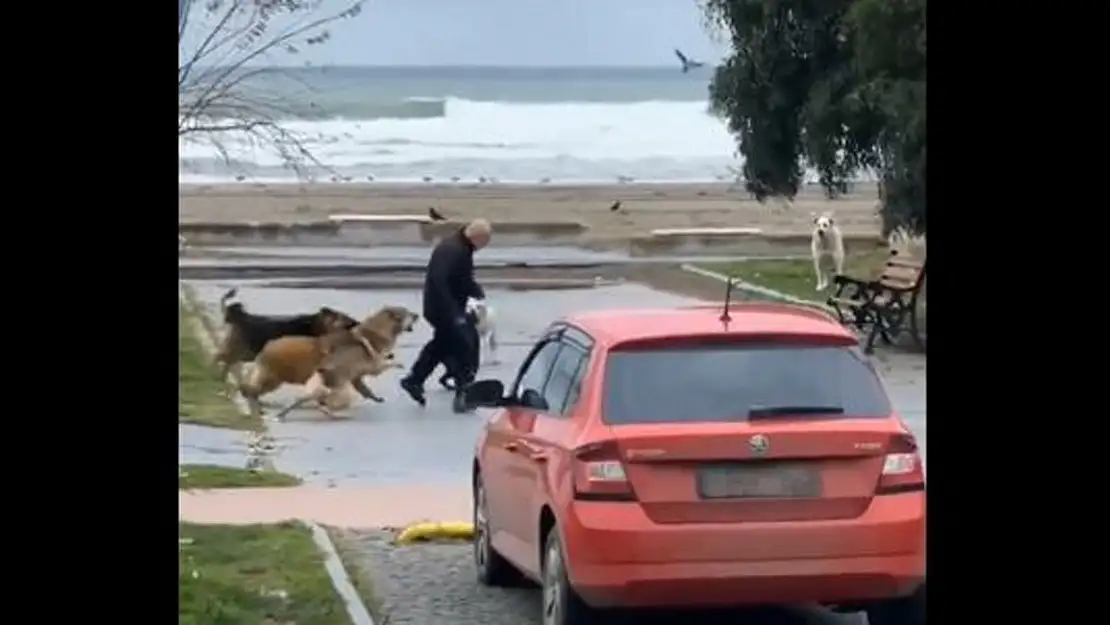 Sokak Köpeklerinden Canını Son Anda Kurtardı