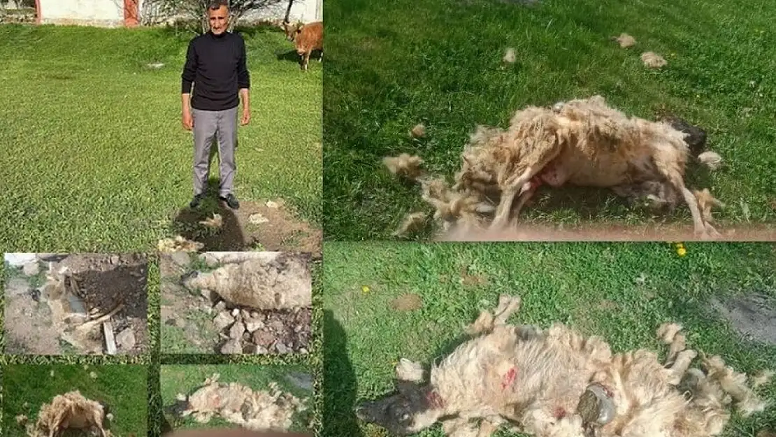 Sokak Köpeklerinin Saldırdığı 7 Koyun Telef Oldu