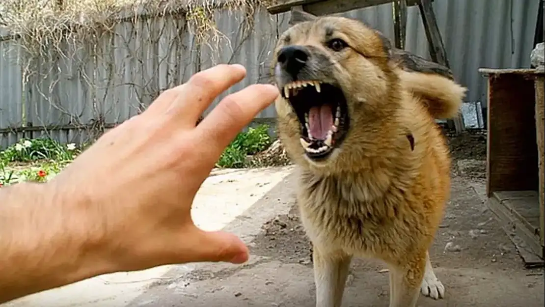 Sokakların Kabusu Başıboş Köpekler Bir Çocuğu Daha Parçaladı