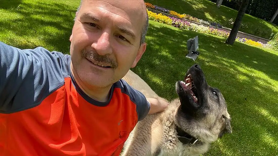 Süleyman Soylu: Köpeklerin Keyfi Olarak Uyutulmasını Kabul Edemem