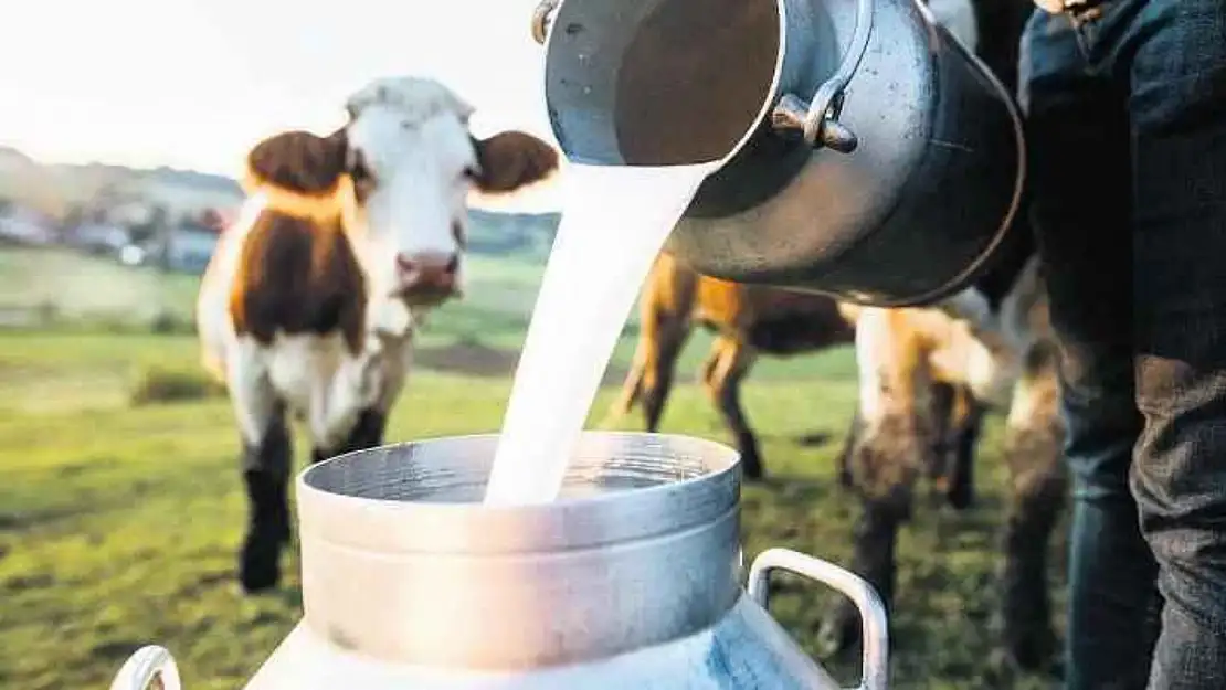 TÜİK Şaşırttı! Hayvan Sayısı Azalıyor Ama Süt Üretimi Artıyor