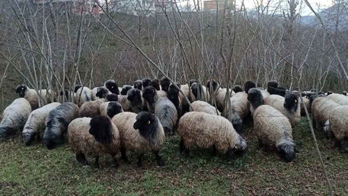 Türkiye'de O Koyunlar Koruma Altına Alındı