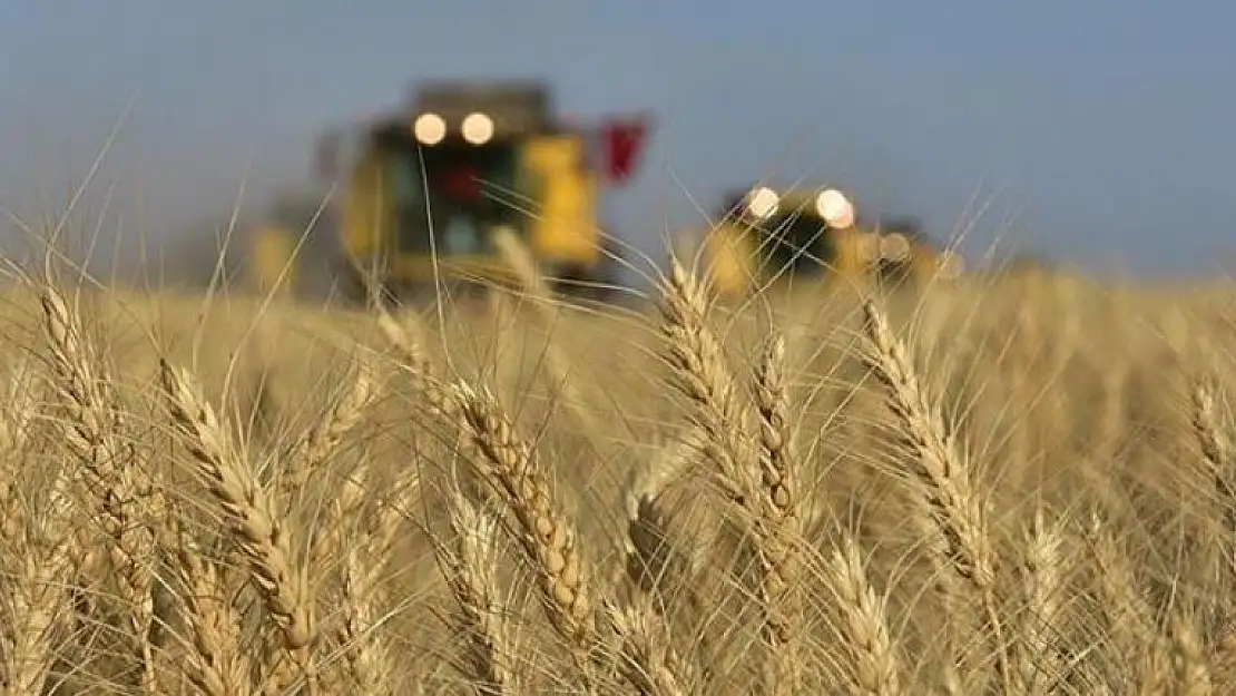 Türkiye'nin Tahıl Ambarında 'Fare' Alarmı Rekolte Düşebilir