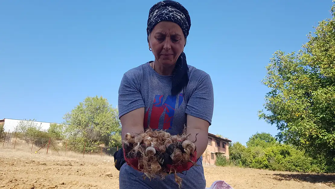 UNESCO Listesi'nde, Dünyanın En Pahalı Baharatı Toprakla Buluştu!