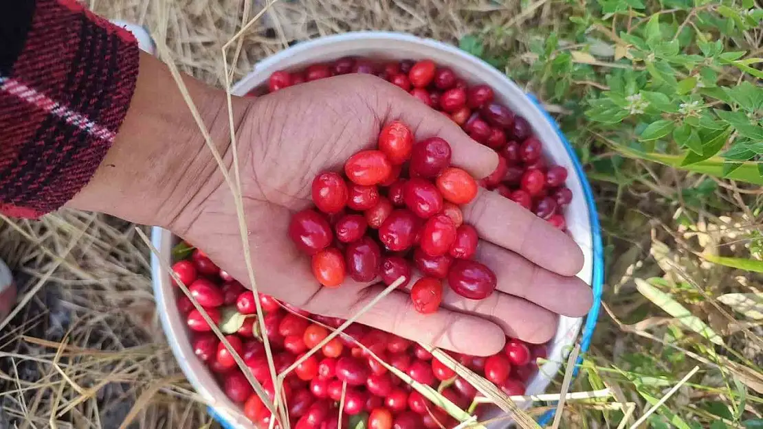 Vücuttaki Yağ Oranını Düşüren Mucizevi Meyve