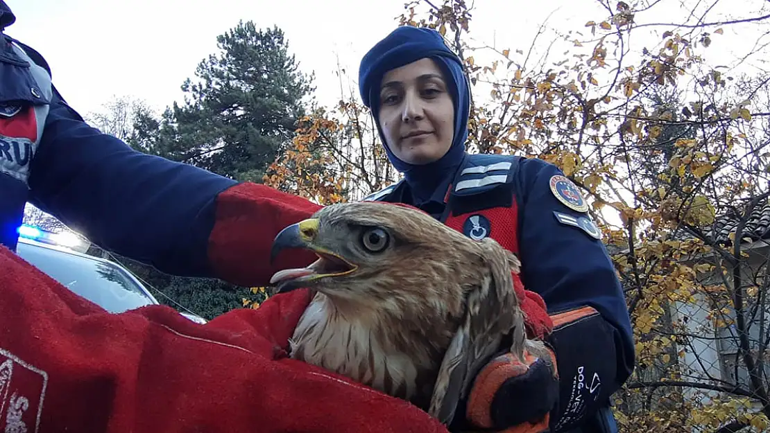 Yaralı şahinin imdadına jandarma yetişti