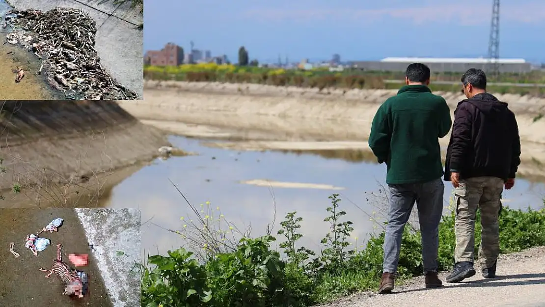 Yüzlerce At ve Eşek Kemiği Bulundu Kent Teyakkuza Geçti