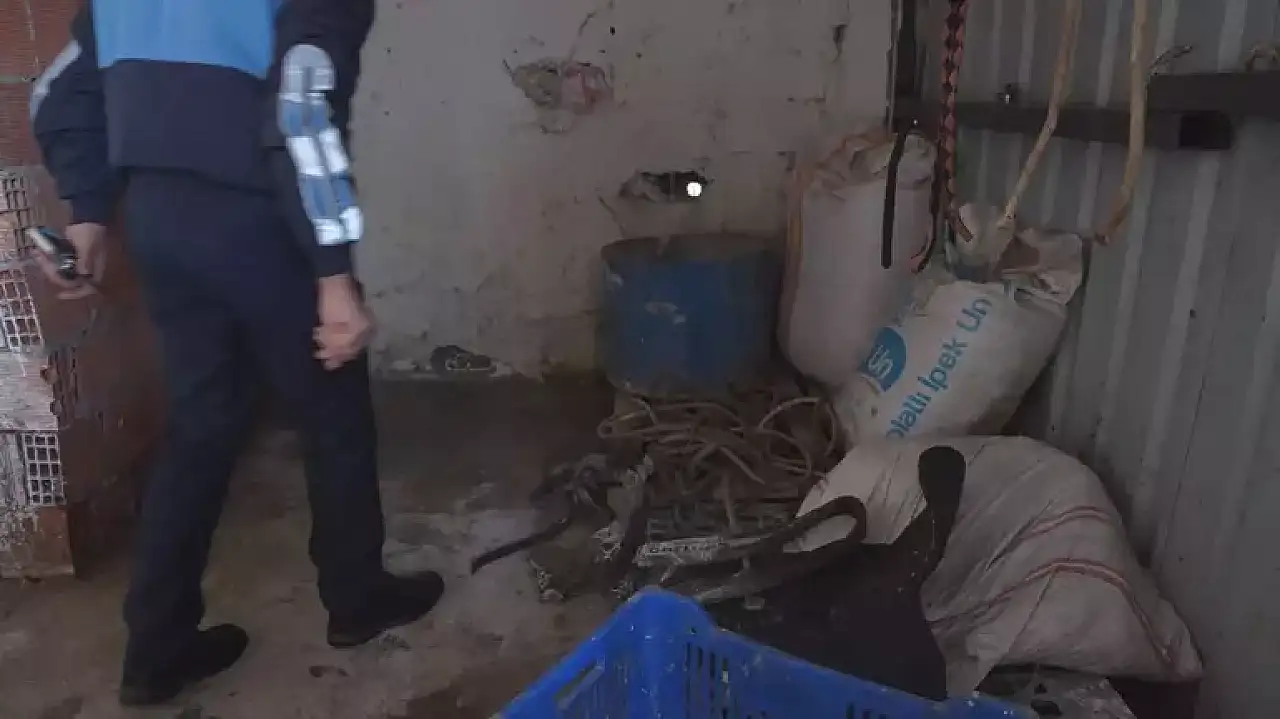 Kaçak at kesimi iddiasıyla 2 şüpheli gözaltına alındı