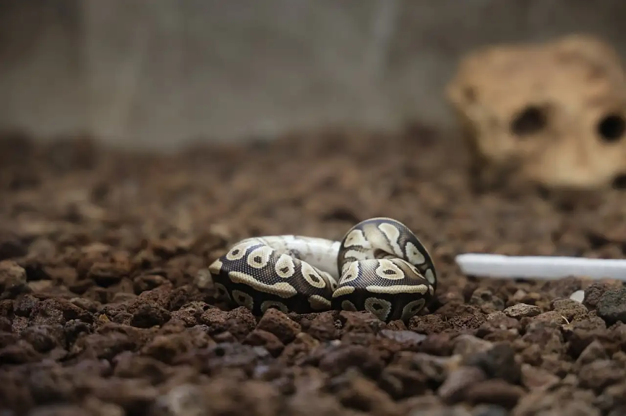 Asayiş kontrolünde cebinden yavru piton yılanı çıktı!