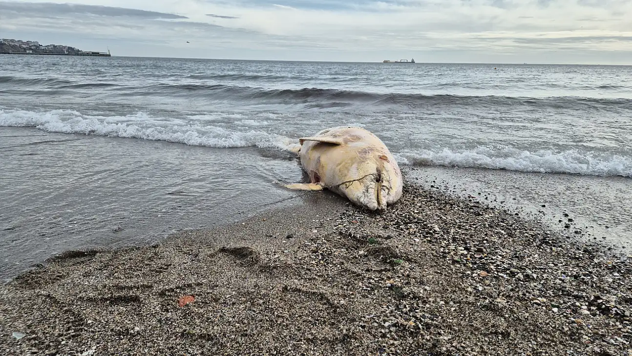 Marmara Denizi Kıyısında Karaya Vurmuş Yunus Balığı Bulundu