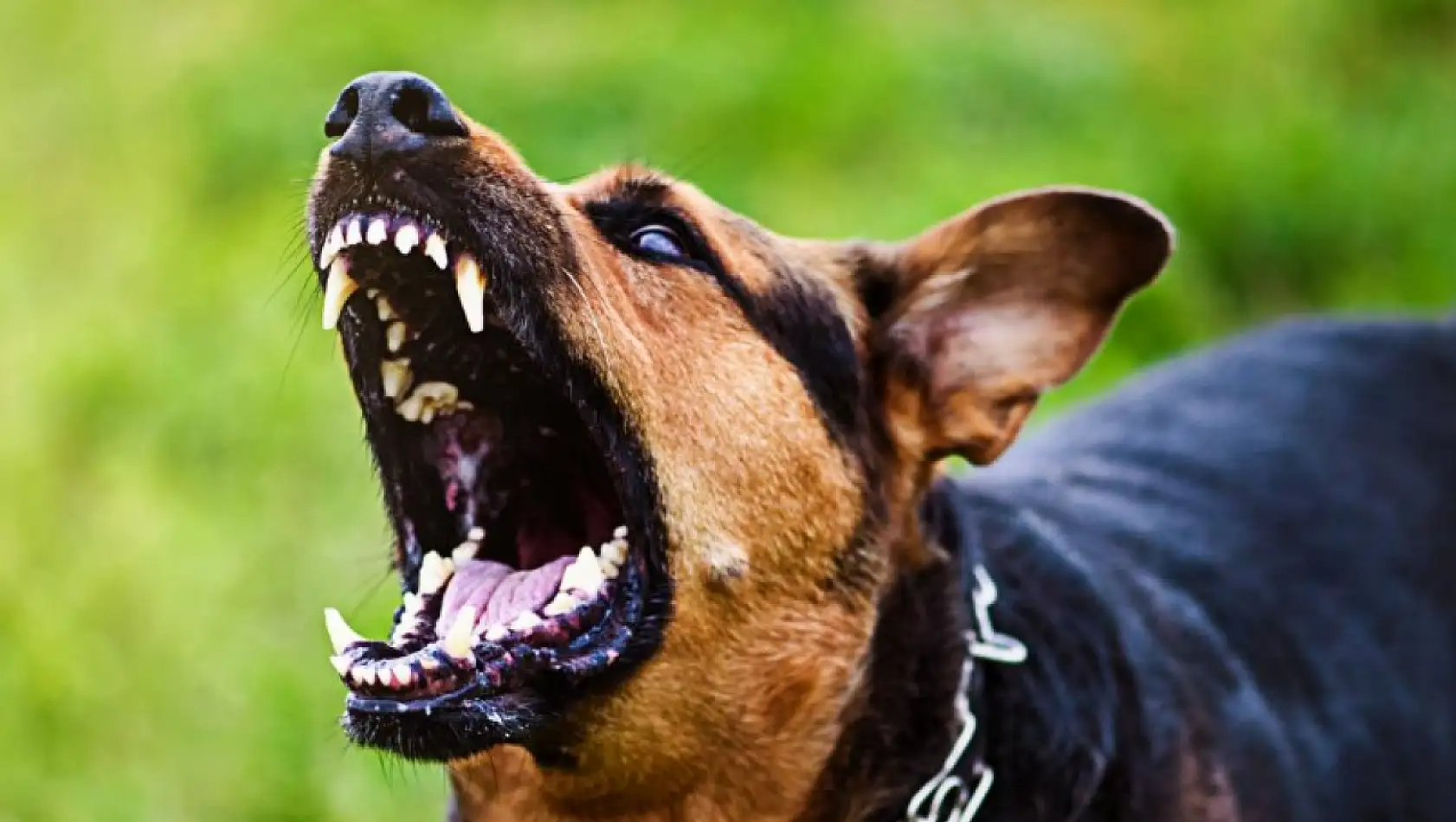 Ankara Valiliği'nden Kuduz Köpek Alarmı!