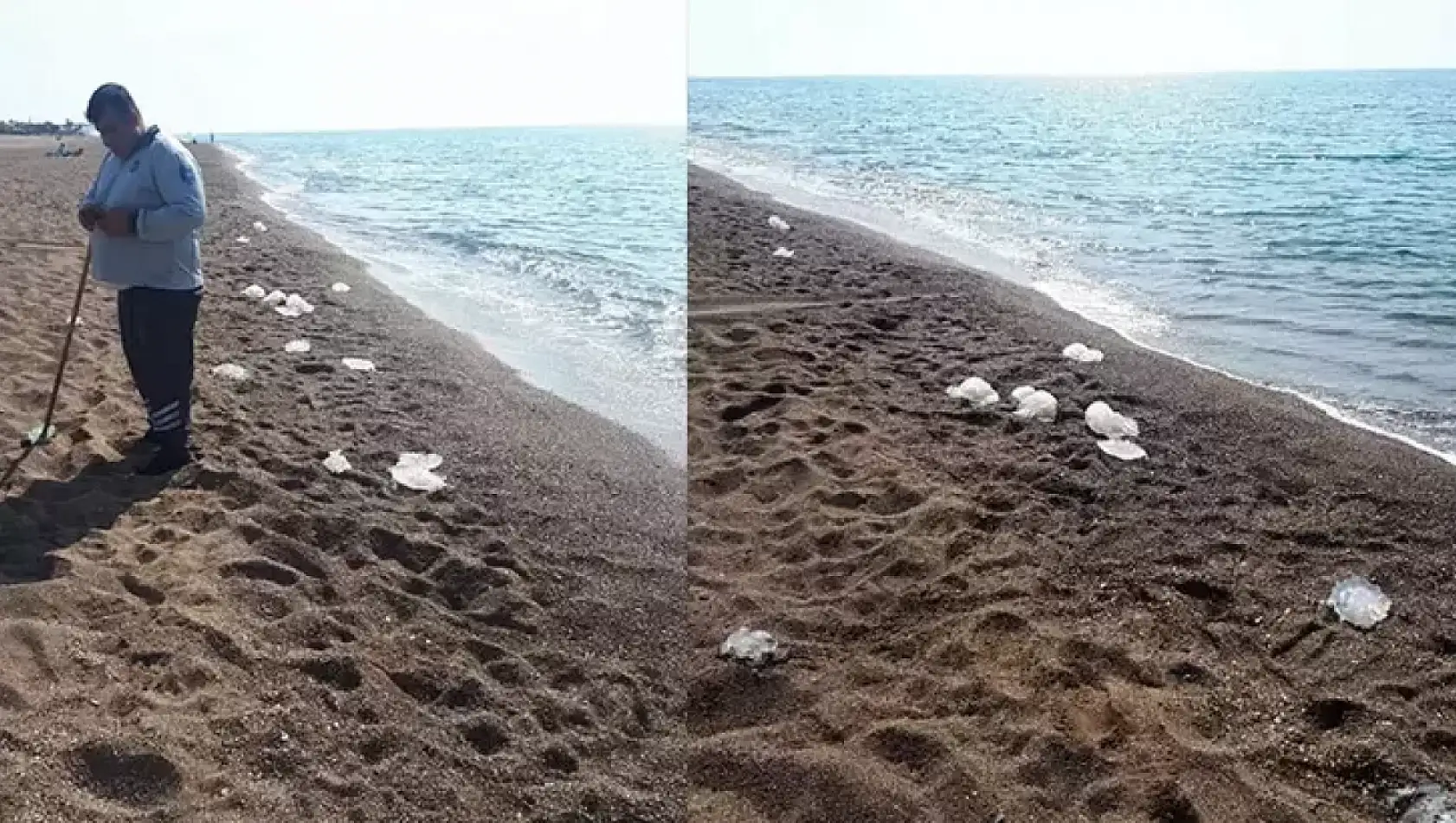 Antalya'da sahile yüzlerce denizanası vurdu