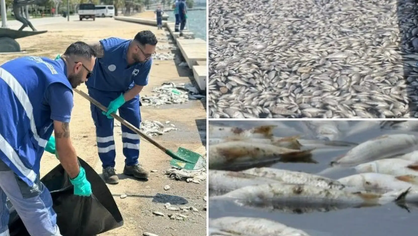 İzmir'de Neler Oluyor? Balık Ölümlerinin Sebebi Nedir? Her gün Binlerce Ölü Balık Kıyıya Vuruyor