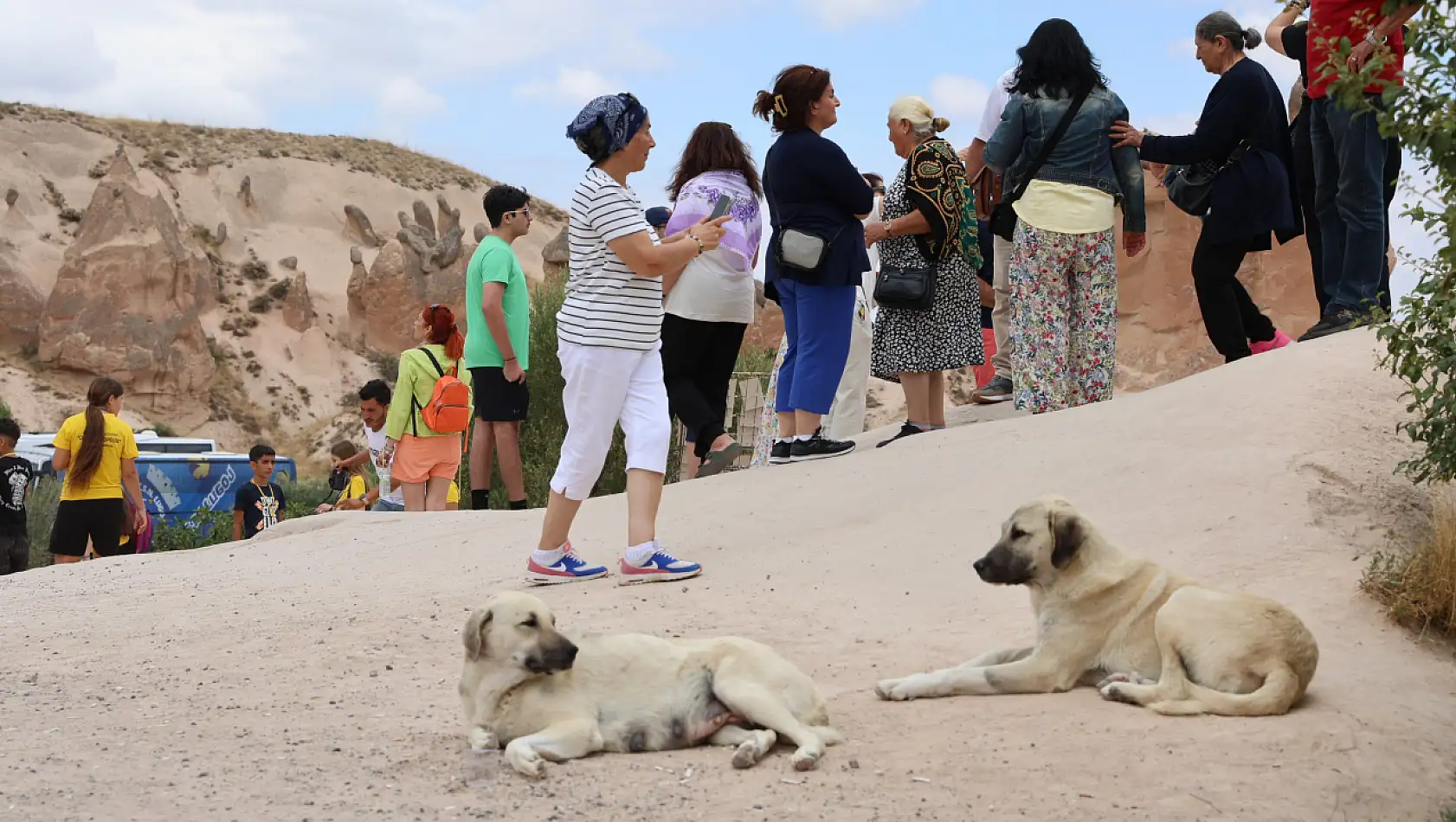 Sokak Köpekleri Turizmi de Tehdit Ediyor! Kapadokya'da Başıboş Köpek Turist Aileye Saldırdı