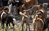 AYM'den karar çıktı: Başıboş sokak köpeği yasasının iptal istemi reddedildi
