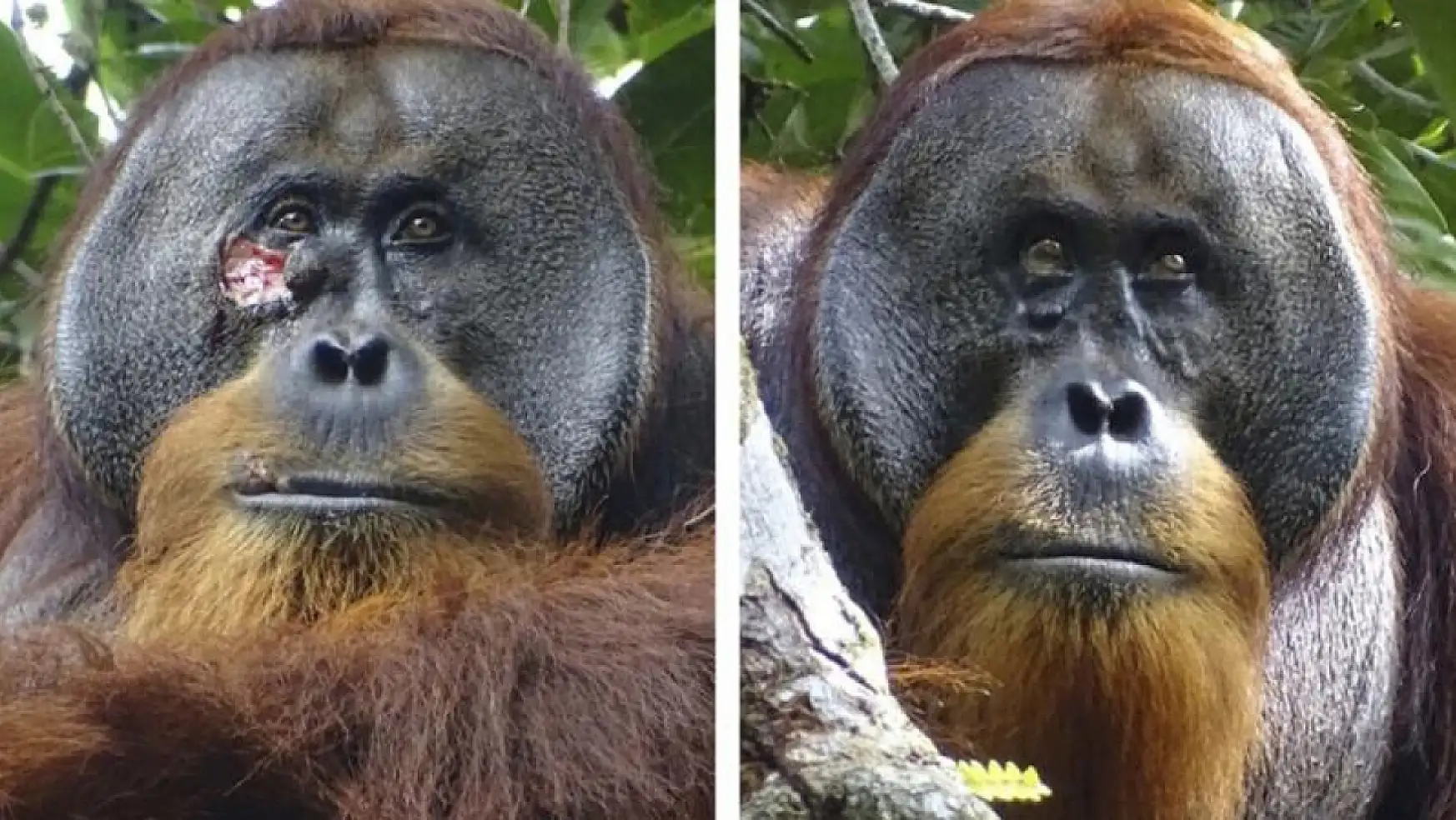 Bir Orangutan Yaralarını Tedavi Etmek İçin Şifalı Bitki Kullandı
