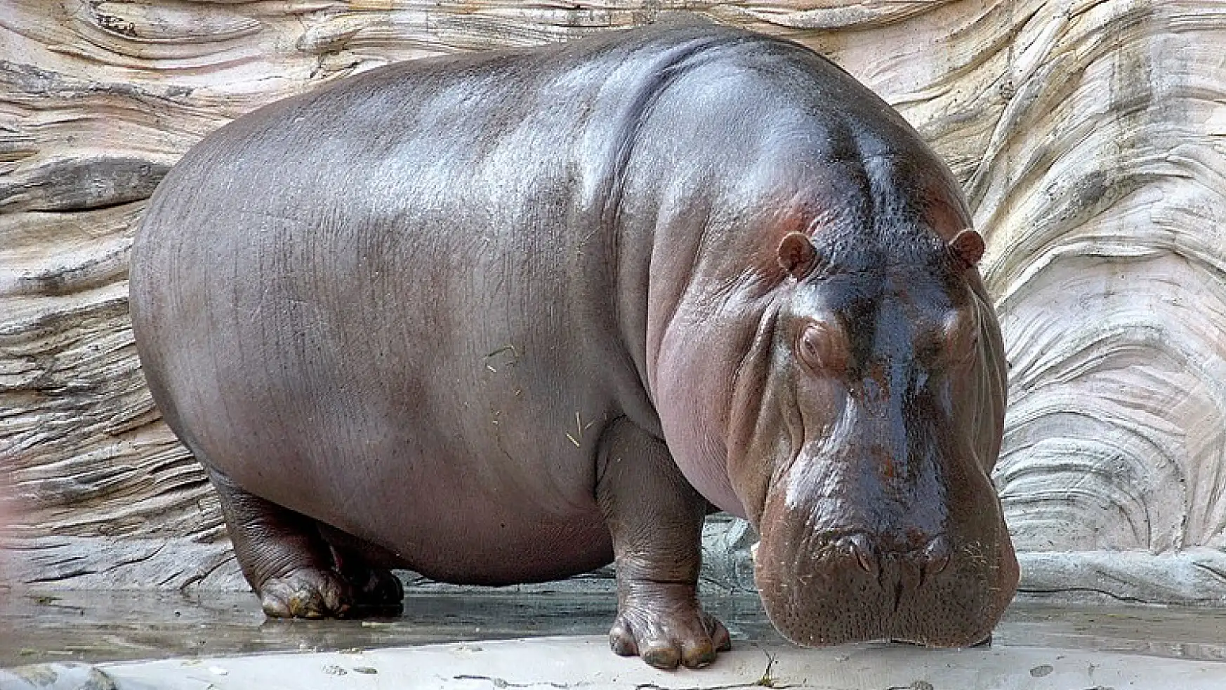 Hayvanat Bahçesinde Hipopotamın 7 Yıl sonra Dişi Olduğunu Anladılar