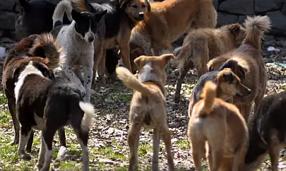 AYM'den karar çıktı: Başıboş sokak köpeği yasasının iptal istemi reddedildi