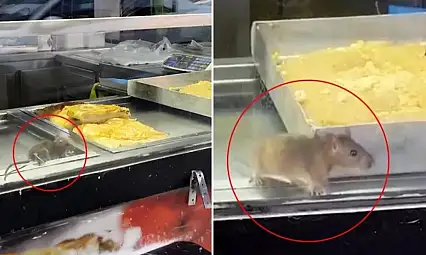 Börek tezgahlarında fare cirit attı