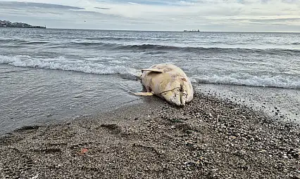 Marmara Denizi Kıyısında Karaya Vurmuş Yunus Balığı Bulundu