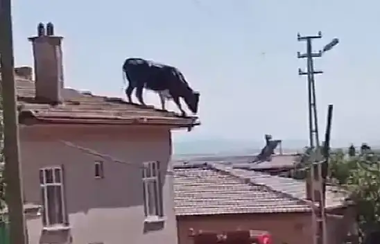 Kaçan Kurbanlık Damdan Dama Atladı!