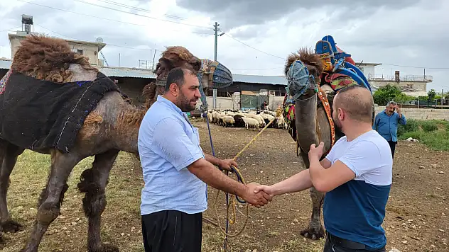 300 Bin Liraya Satışa Çıkartılan Kurbanlık Develer Yok Satıyor
