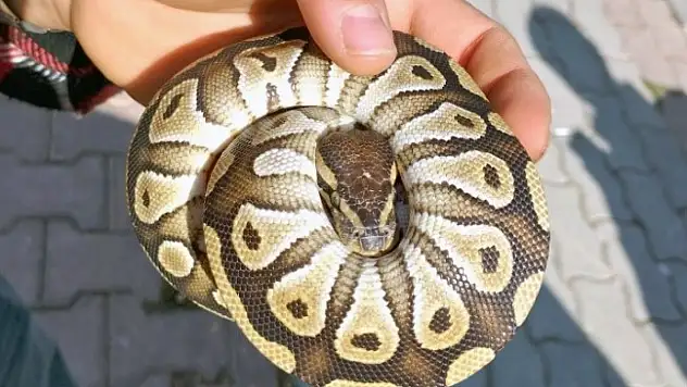 Asayiş kontrolünde cebinden yavru piton yılanı çıktı!