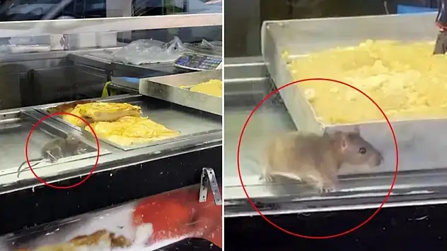 Börek tezgahlarında fare cirit attı