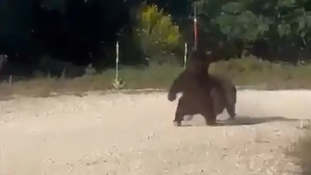 Bursa'da kavga eden iki ayı, uçurumdan yuvarlandı!