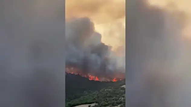 Bursa Yenişehir'de orman yangını